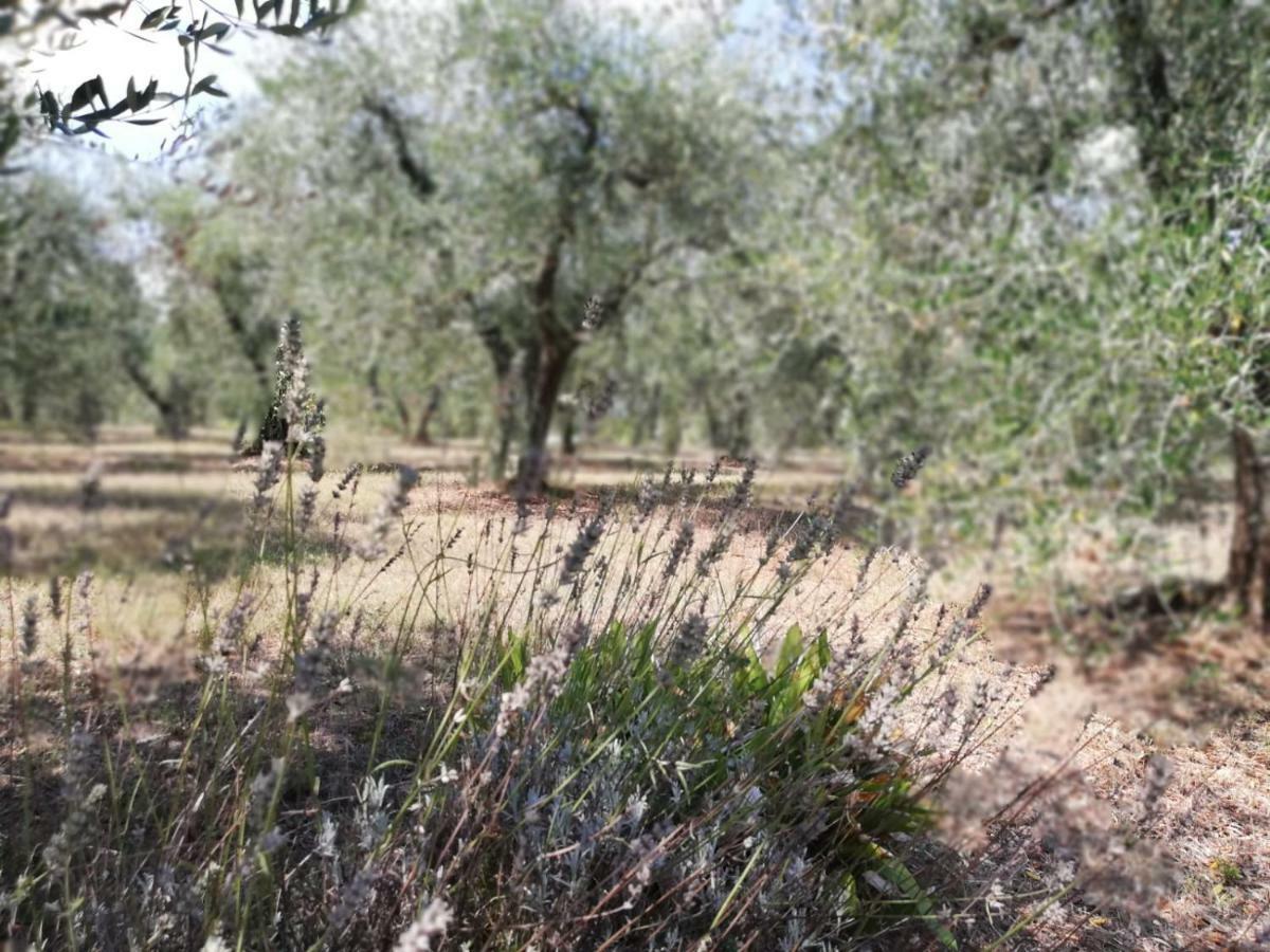 Apartmán Nel Chianti Lungo La Francigena Colle Val D'Elsa Exteriér fotografie